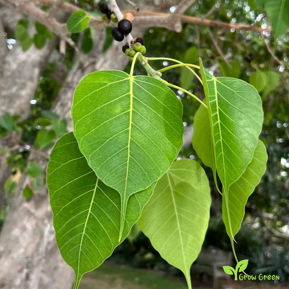 10 seeds of Field Elm - ULMUS MINOR + Gift 5 seeds of Sunflower