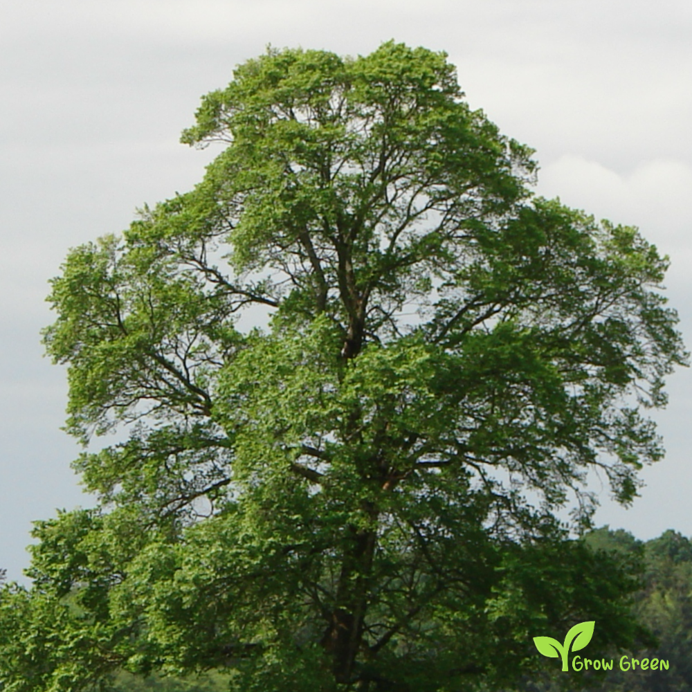10 seeds of Field Elm - ULMUS MINOR + Gift 5 seeds of Sunflower