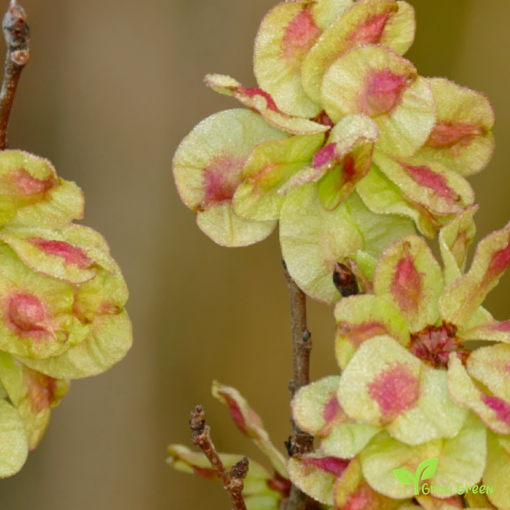 Dog's (cynoglossum officinale) | 10 seeds