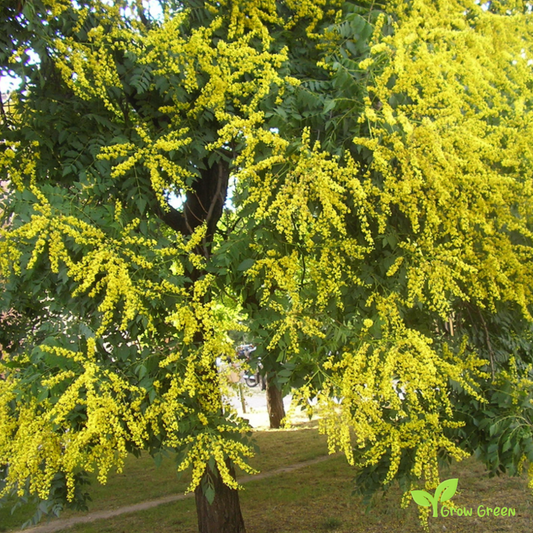 10 seeds of Goldenrain Tree - KOELREUTERIA PANICULATA + Gift 5 seeds of Sunflower