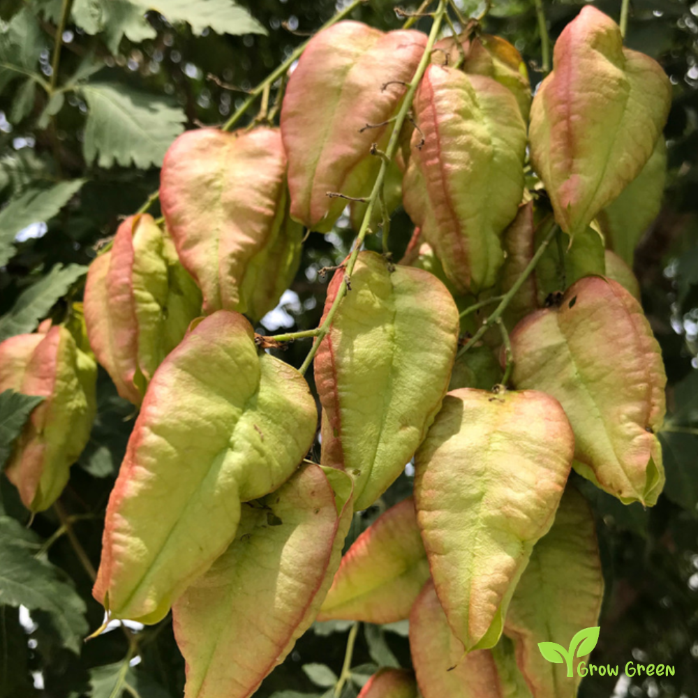 10 seeds of Goldenrain Tree - KOELREUTERIA PANICULATA + Gift 5 seeds of Sunflower