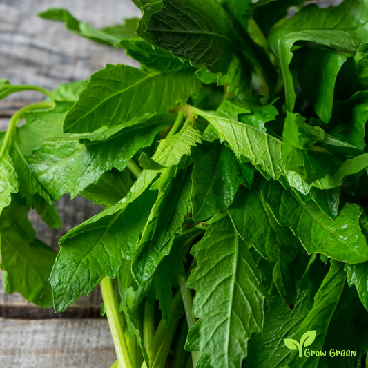 10 seeds of Chilean Epazote seeds - CHENOPODIUM CHILENSE + Gift 5 seeds of Sunflower