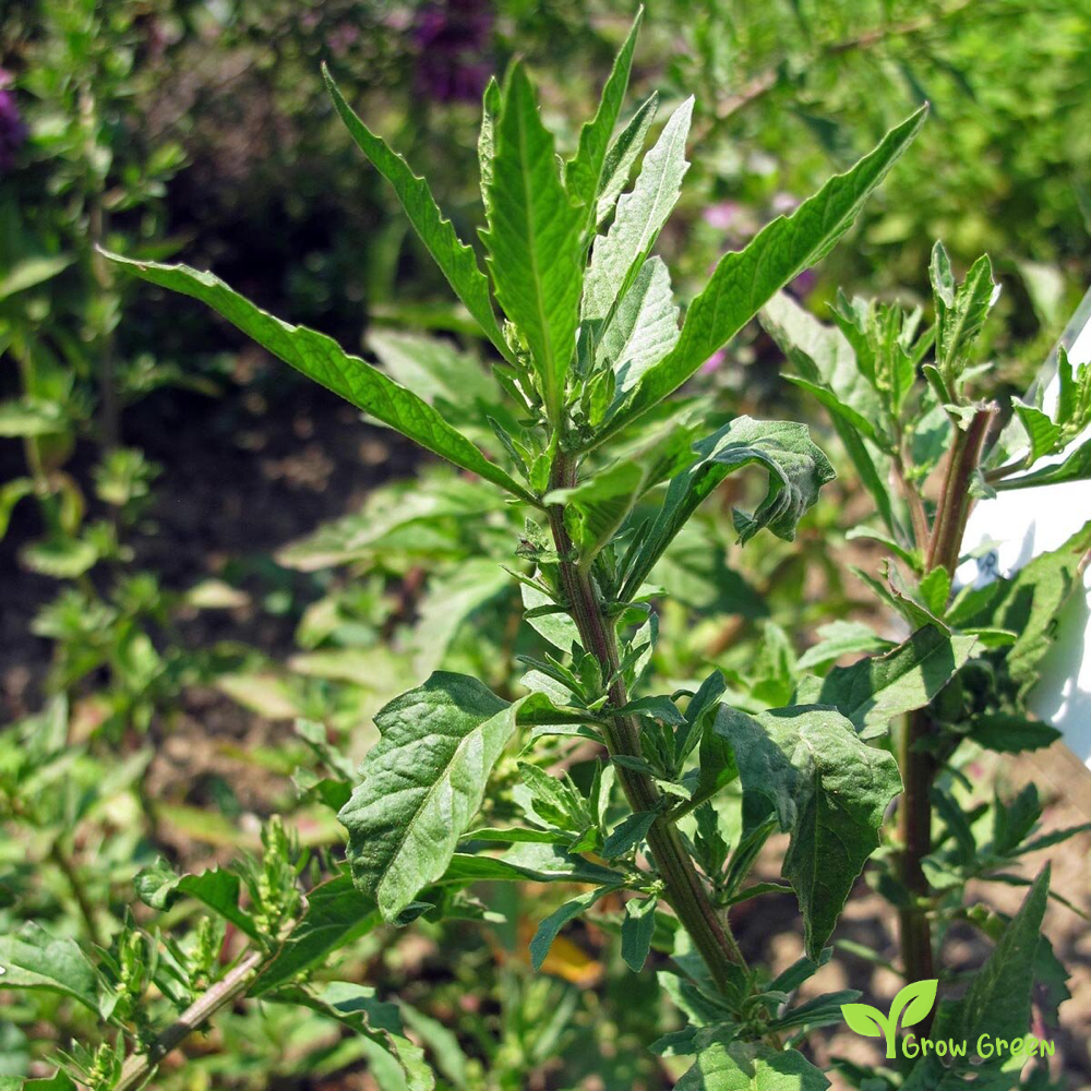 10 seeds of Chilean Epazote seeds - CHENOPODIUM CHILENSE + Gift 5 seeds of Sunflower