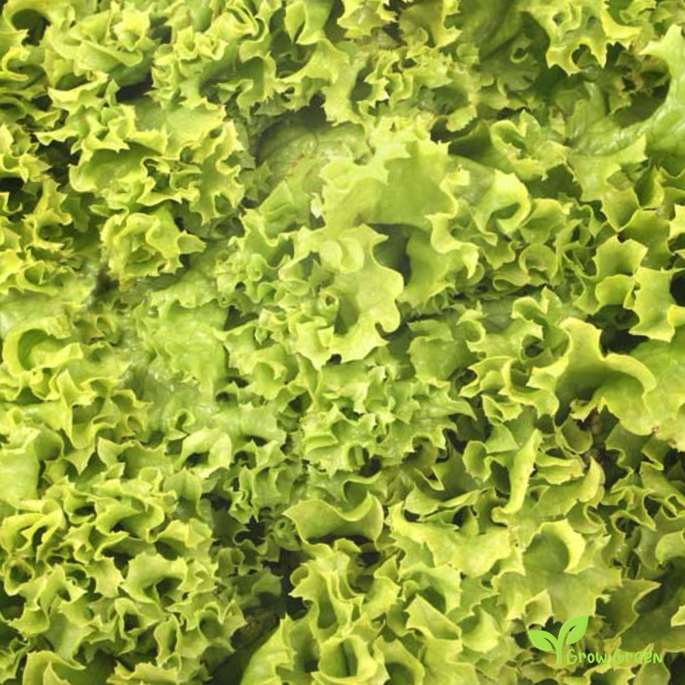 20 seeds of Lettuce Louisiana - LACTUCA SATIVA - Salad + Gift 5 seeds of Sunflower
