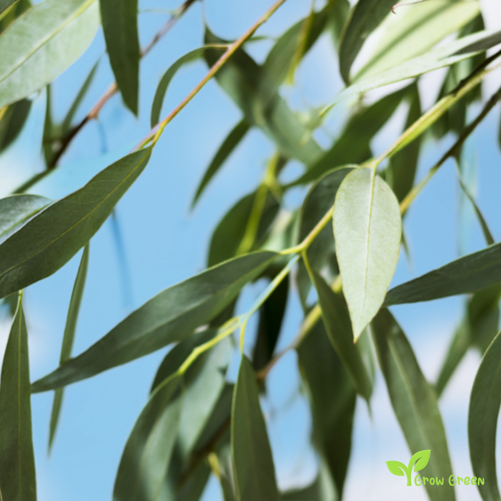 10 seeds of River Red Gum - EUCALYPTUS CAMALDULENSIS + Gift 5 seeds of Sunflower