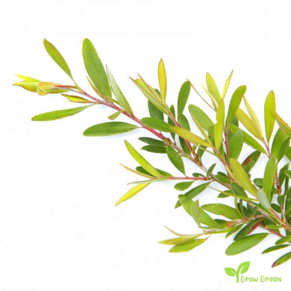 10 seeds of Tea Tree - MELALEUCA ALTERNIFOLIA + Gift 5 seeds of Sunflower
