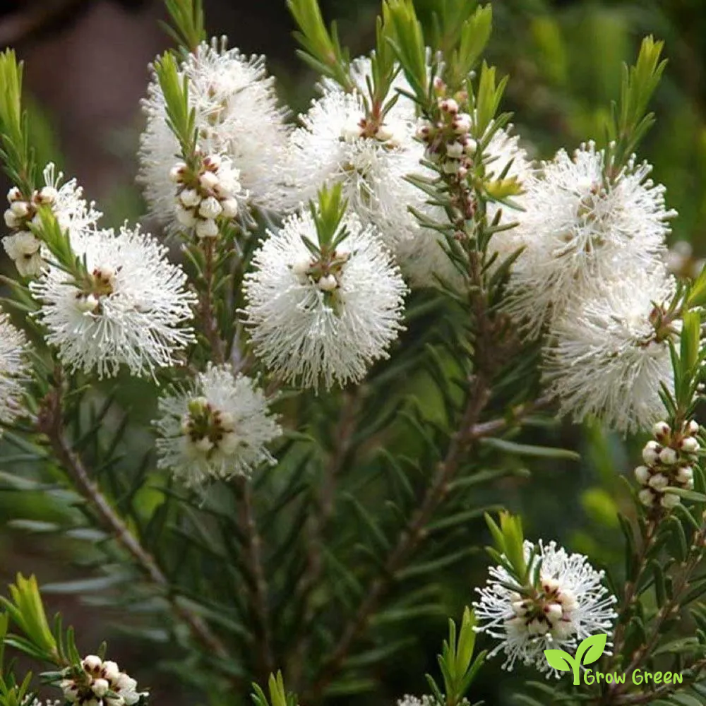 10 seeds of Tea Tree - MELALEUCA ALTERNIFOLIA + Gift 5 seeds of Sunflower