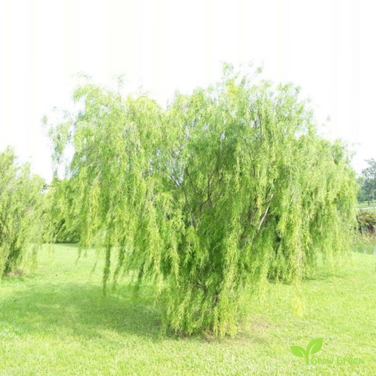 5 seeds of Weeping Tea Tree - LEPTOSPERMUM BRACHYANDRUM + Gift 5 seeds of Sunflower