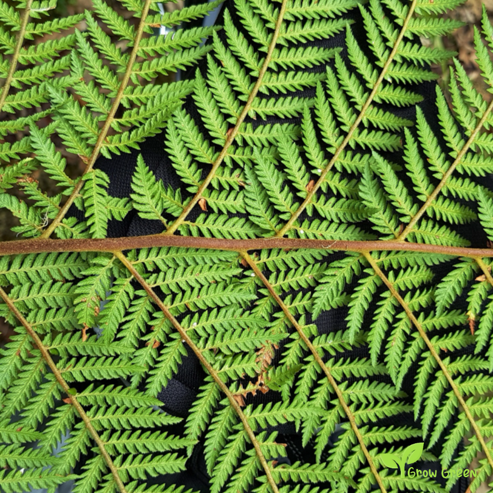 10 seeds of Golden Tree - DICKSONIA FIBROSA + Gift 5 seeds of Sunflower