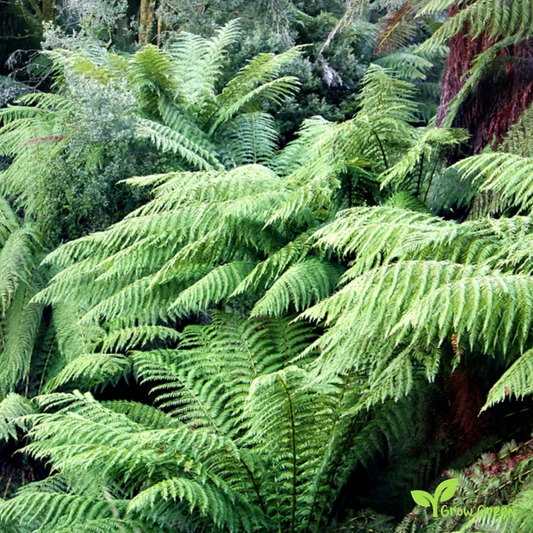 10 seeds/spores of Soft Tree Fern - DICKSONIA ANTARCTICA + Gift 5 seeds of Sunflower
