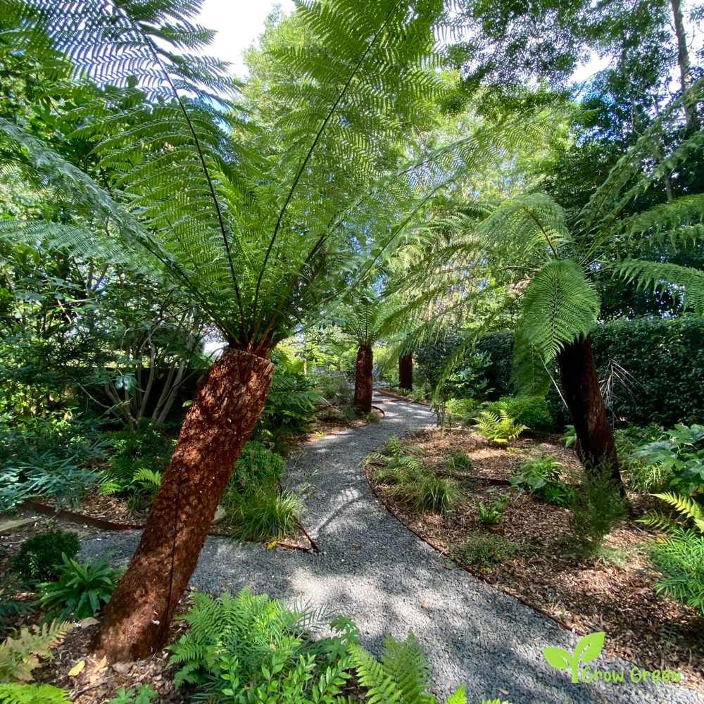 10 seeds/spores of Soft Tree Fern - DICKSONIA ANTARCTICA + Gift 5 seeds of Sunflower