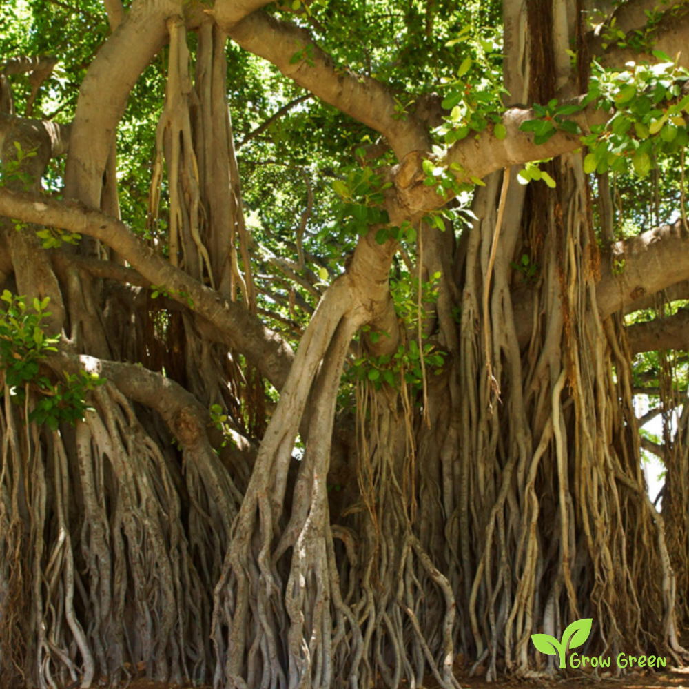 10 seeds of Sacred Fig - FICUS RELIGIOSA - Bodhi Tree + Gift 5 seeds of Sunflower