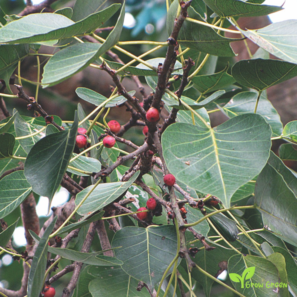 10 seeds of Sacred Fig - FICUS RELIGIOSA - Bodhi Tree + Gift 5 seeds of Sunflower