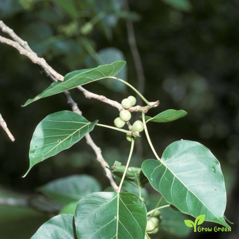 10 seeds of Sacred Fig - FICUS RELIGIOSA - Bodhi Tree + Gift 5 seeds of Sunflower
