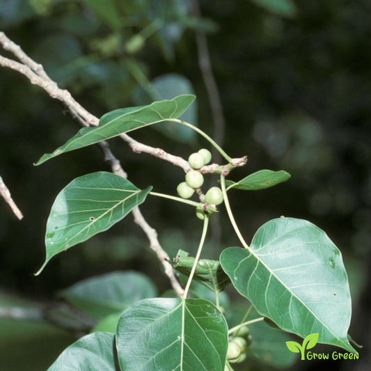 10 seeds of Sacred Fig - FICUS RELIGIOSA - Bodhi Tree + Gift 5 seeds of Sunflower