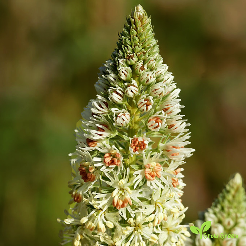 10 seeds of Reseda Odorata - RESEDA ODORATA - Common Mignonette + Gift 5 seeds of Sunflower