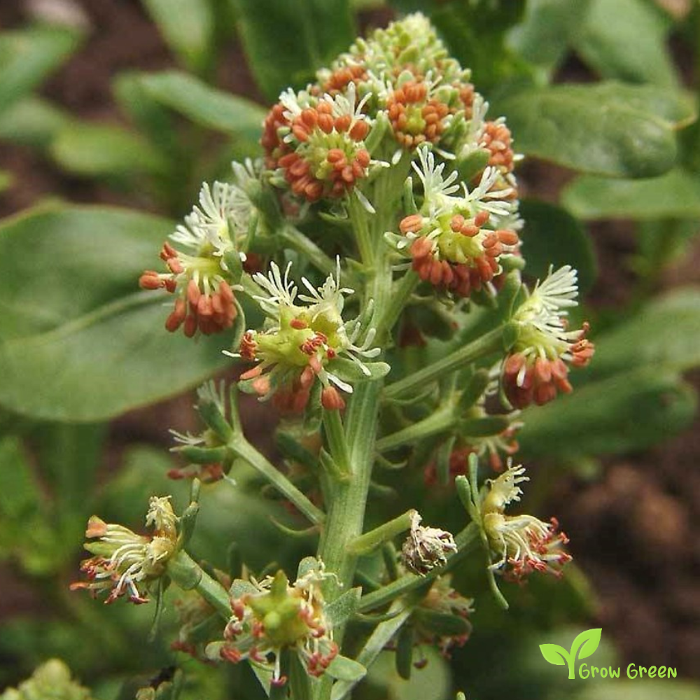 10 seeds of Reseda Odorata - RESEDA ODORATA - Common Mignonette + Gift 5 seeds of Sunflower