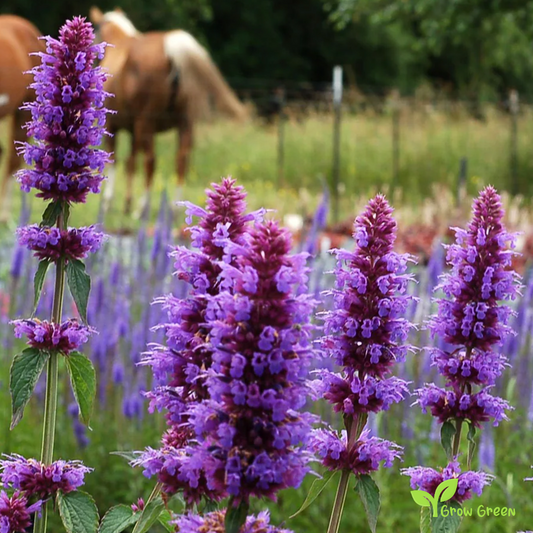 20 seeds of Mexican Giant Hyssop - AGASTACHE MEXICANA + Gift 5 seeds of Sunflower