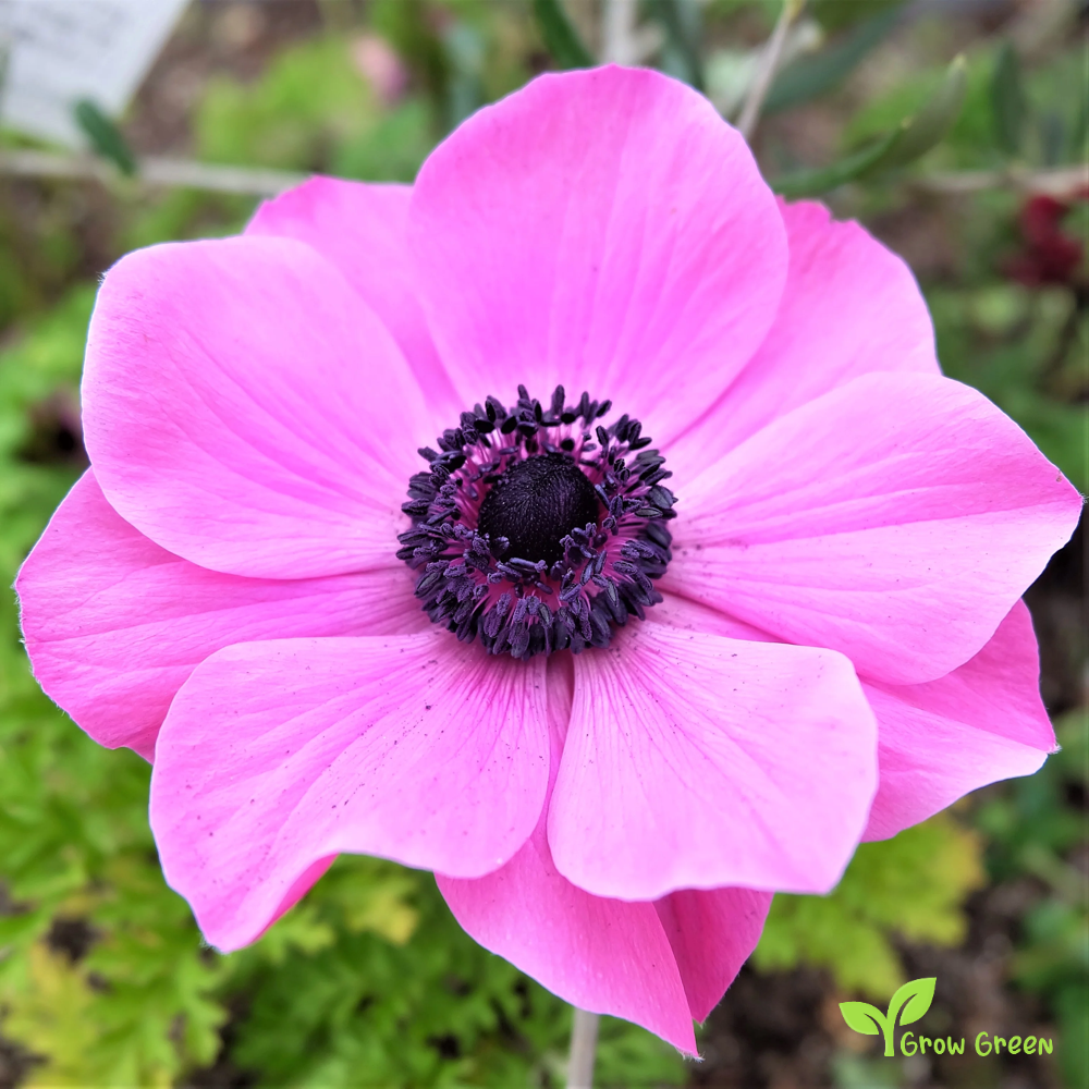 20 seeds of Anemone - ANEMONE CORONARIA + Gift 5 seeds of Sunflower