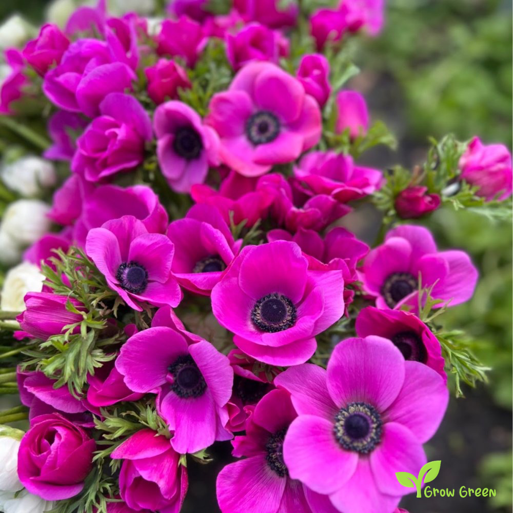 20 seeds of Anemone - ANEMONE CORONARIA + Gift 5 seeds of Sunflower