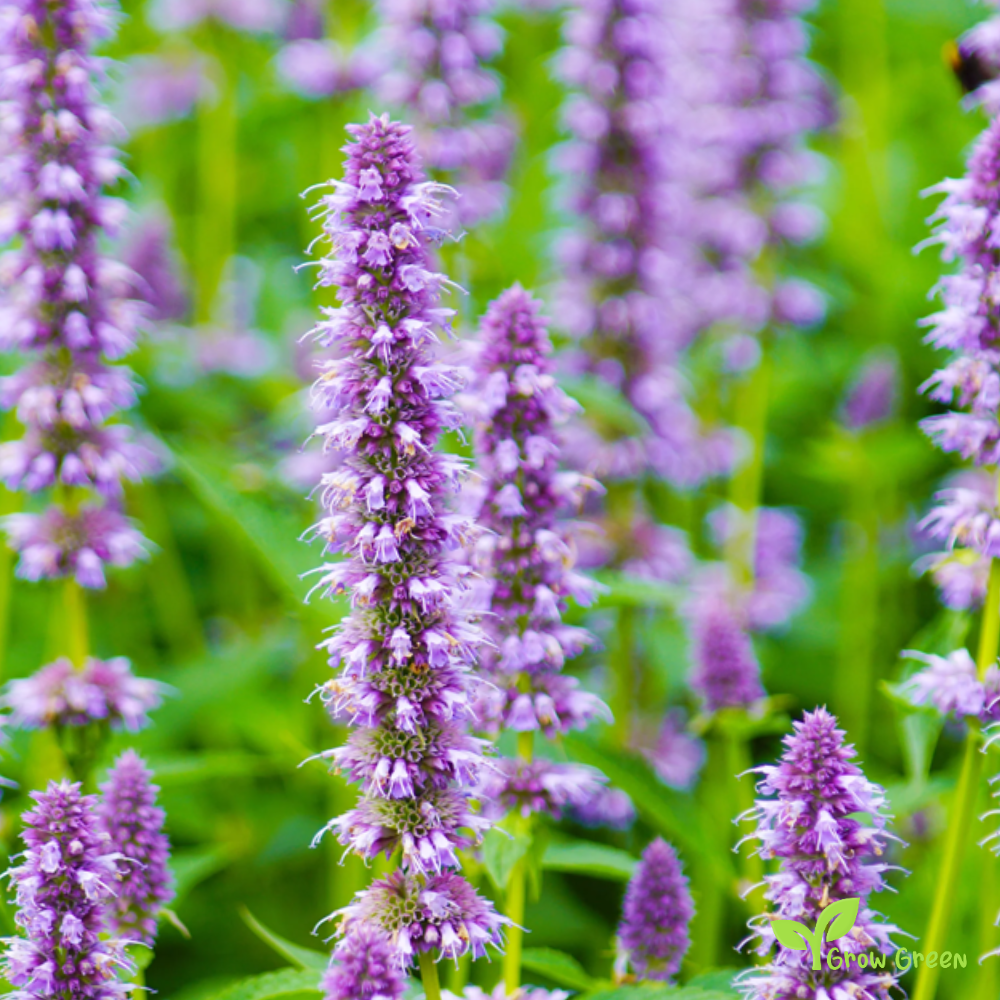 20 seeds of Anise Hyssop - AGASTACHE FOENICULUM + Gift 5 seeds of Sunflower