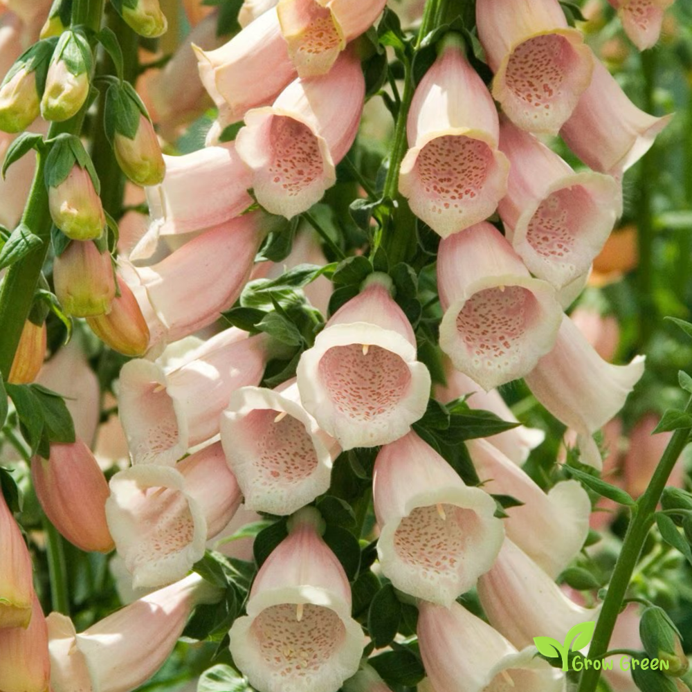 20 seeds of Apricot Foxglove - DIGITALIS GRANDIFLORA + Gift 5 seeds of Sunflower