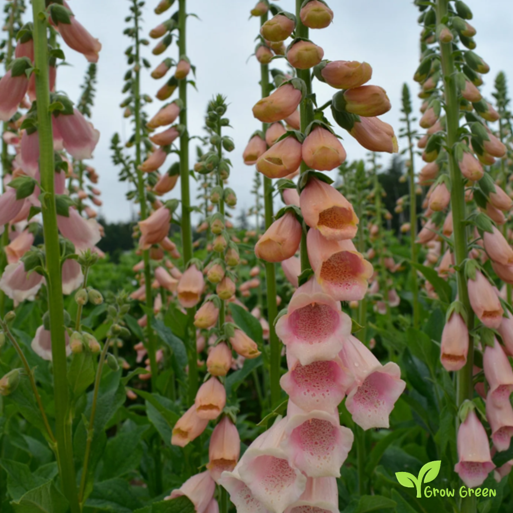 20 seeds of Apricot Foxglove - DIGITALIS GRANDIFLORA + Gift 5 seeds of Sunflower