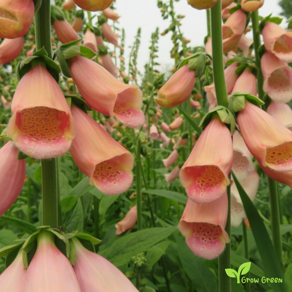 20 seeds of Apricot Foxglove - DIGITALIS GRANDIFLORA + Gift 5 seeds of Sunflower