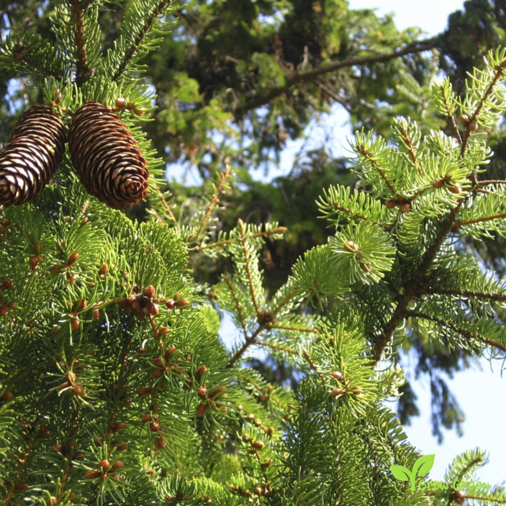 5 seeds of Norway Spruce - PICEA ABIES - European Spruce + Gift 5 seeds of Sunflower