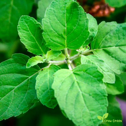 20 seeds of Holy Basil - OCIMUM TENUIFLORUM - Tulsi + Gift 5 seeds of Sunflower