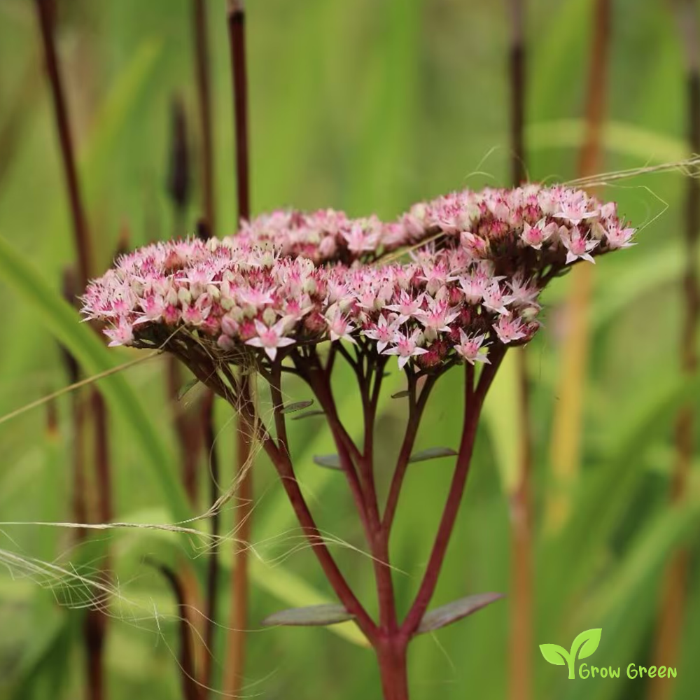 10 seeds of Hemp Agrimony - EUPATORIUM CANNABINUM + Gift 5 seeds of Sunflower