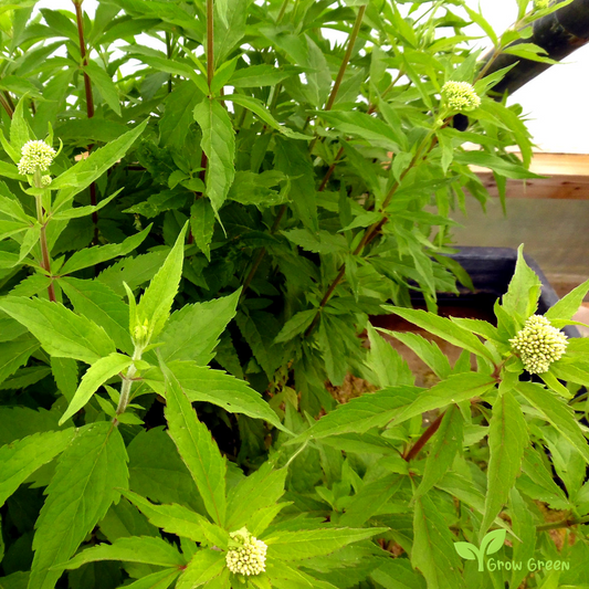 10 seeds of Hemp Agrimony - EUPATORIUM CANNABINUM + Gift 5 seeds of Sunflower