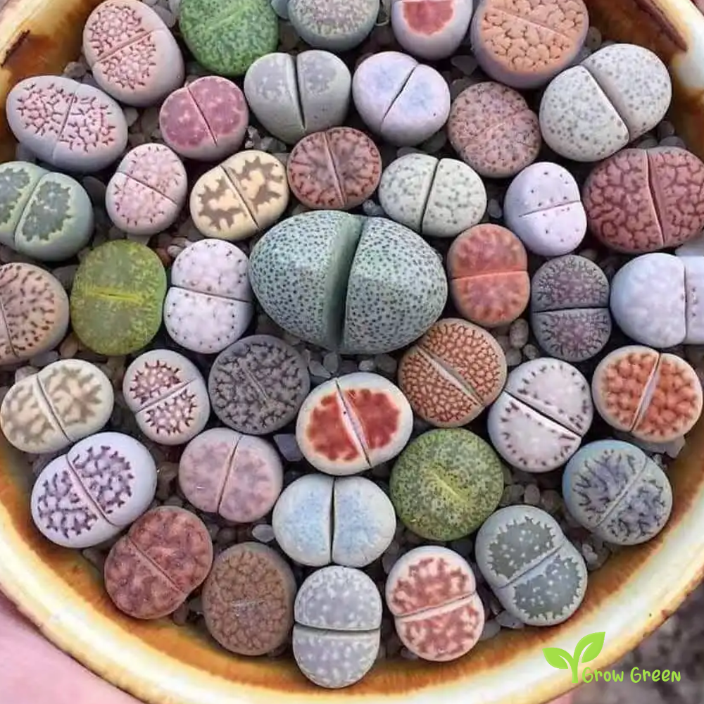 10 seeds of Lithops Mix - LIVING STONE - Succulent + Gift 5 seeds of Sunflower