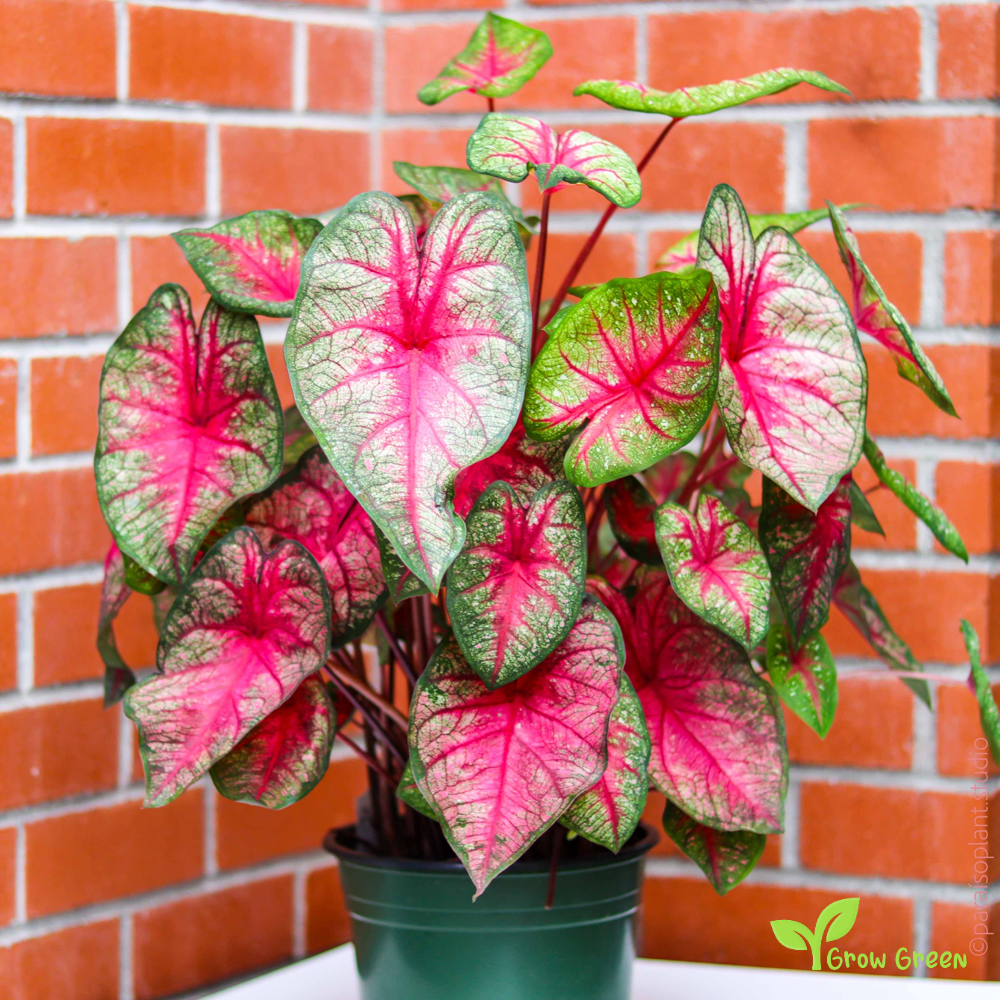 10 seeds of Caladium - ELEPHANT EAR + Gift 5 seeds of Sunflower