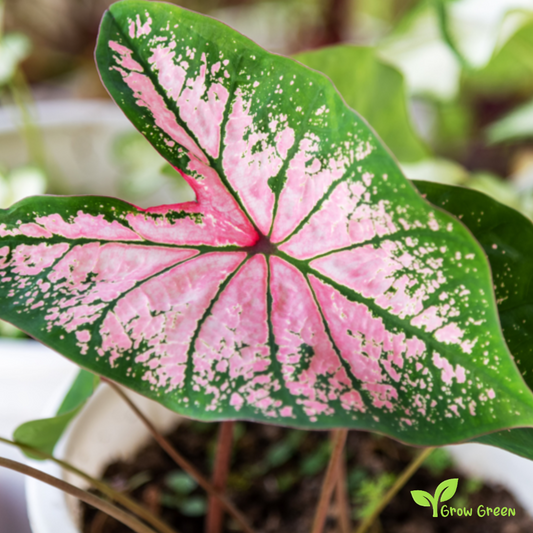10 seeds of Caladium - ELEPHANT EAR + Gift 5 seeds of Sunflower