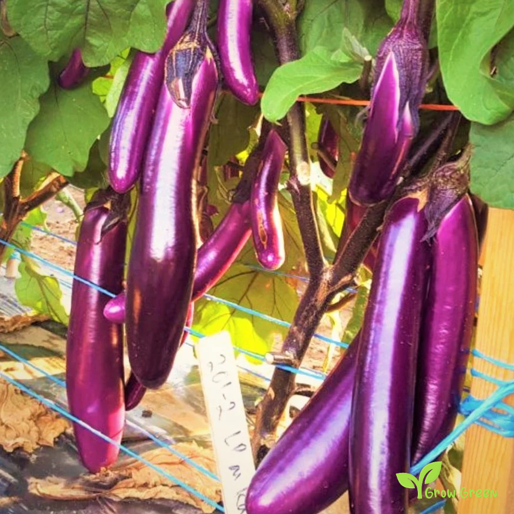 10 seeds of Purple Long Line Aubergine - SOLANUM MELONGENA + Gift 5 seeds of Sunflower