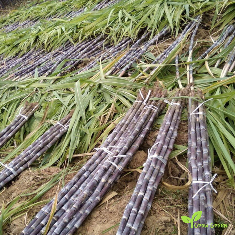 5 seeds of Black Sugarcane - SACCHARUM OFFICINARUM - Sugar Cane + Gift 5 seeds of Sunflower