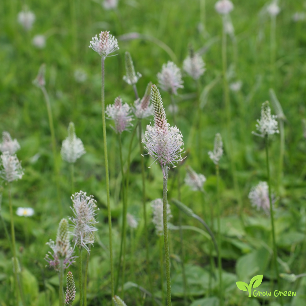 10 seeds of Hoary Plantain - PLANTAGO MEDIA + Gift 5 seeds of Sunflower
