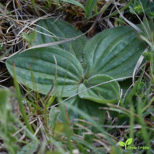 10 seeds of Hoary Plantain - PLANTAGO MEDIA + Gift 5 seeds of Sunflower