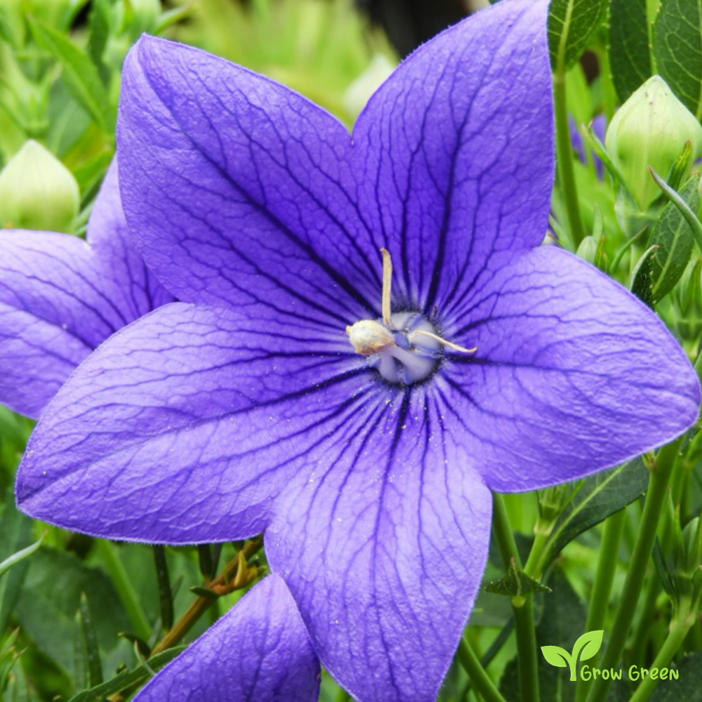20 seeds of Balloon Flower - PLATYCODON GRANDIFLORUS + Gift 5 seeds of Sunflower