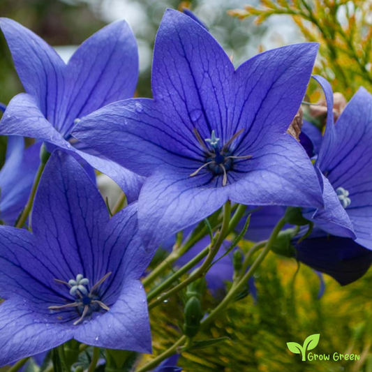 20 seeds of Balloon Flower - PLATYCODON GRANDIFLORUS + Gift 5 seeds of Sunflower