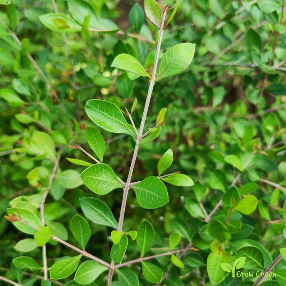 10 seeds of Henna - LAWSONIA INERMIS - Hina Mignonette Tree + Gift 5 seeds of Sunflower