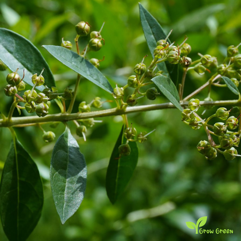 10 seeds of Henna - LAWSONIA INERMIS - Hina Mignonette Tree + Gift 5 seeds of Sunflower