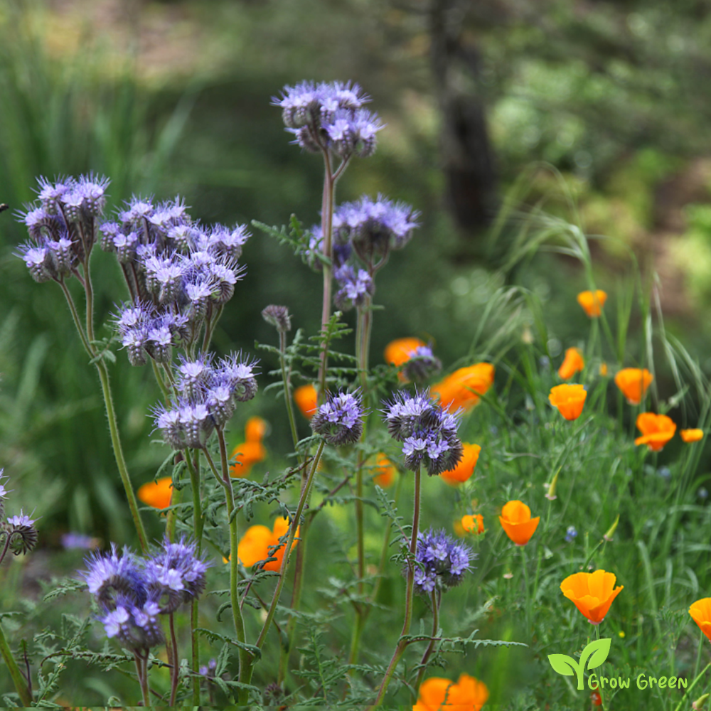 20 seeds of Purple Tansy - PACELIA TANACETIFOLIA + Gift 5 seeds of Sunflower