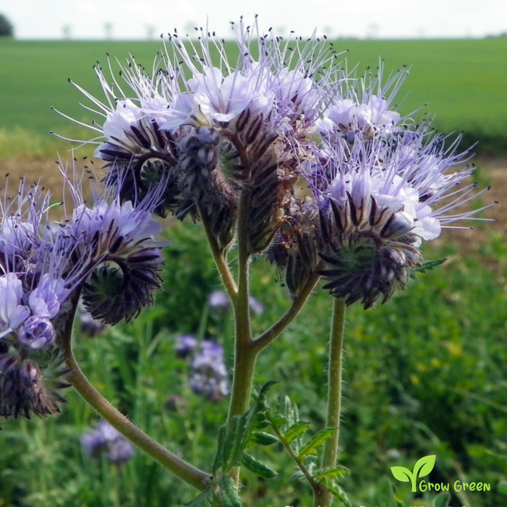 20 seeds of Purple Tansy - PACELIA TANACETIFOLIA + Gift 5 seeds of Sunflower