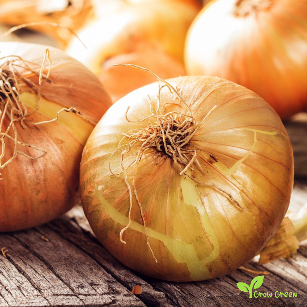 30 seeds of Onion Walla Walla - ALLIUM CEPA + Gift 5 seeds of Sunflower