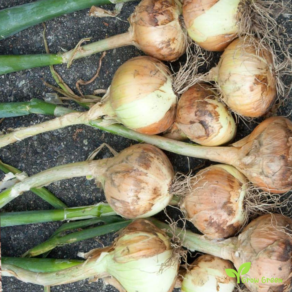 30 seeds of Onion Walla Walla - ALLIUM CEPA + Gift 5 seeds of Sunflower