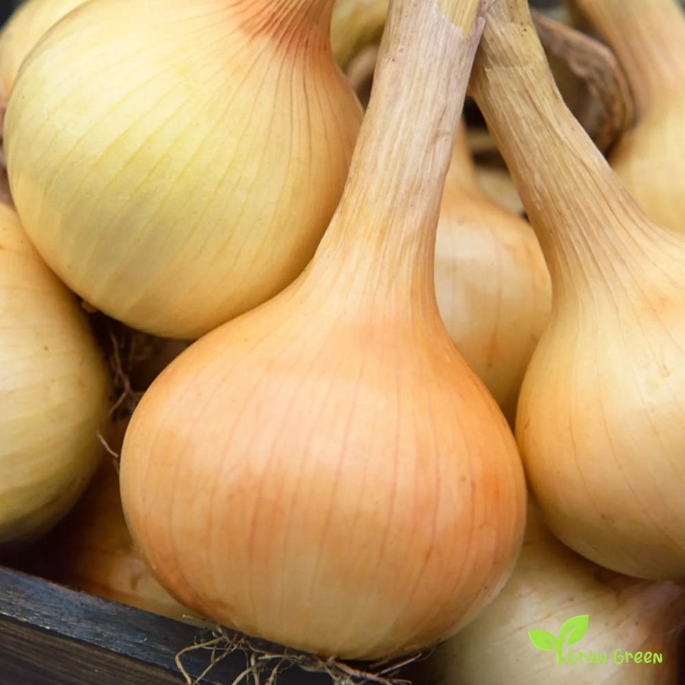 30 seeds of Onion Walla Walla - ALLIUM CEPA + Gift 5 seeds of Sunflower