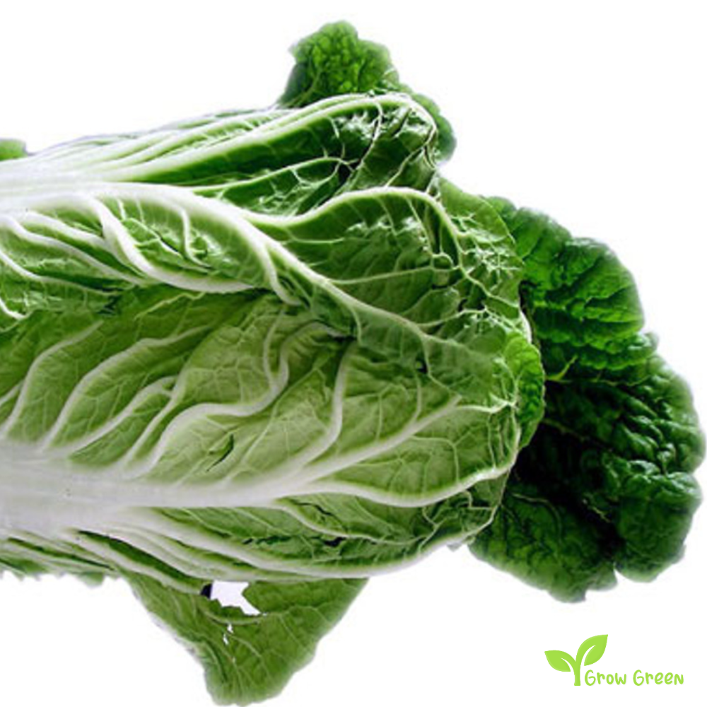 20 seeds of Chinese Cabbage Michihili - BRASSICA OLERACEA + Gift 5 seeds of Sunflower