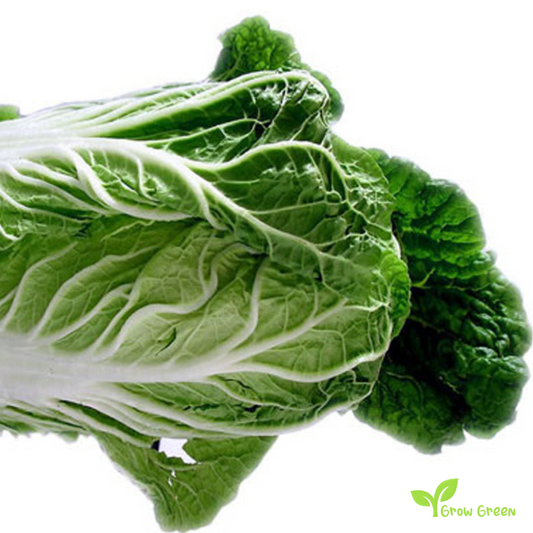 20 seeds of Chinese Cabbage Michihili - BRASSICA OLERACEA + Gift 5 seeds of Sunflower